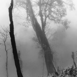 Burned Mountain Forest - Black and White Photograph of Burned Forest Trees in Limited Edition Prints on Canvas and Matte Paper by Minhajul Haque