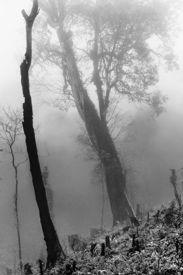 Burned Mountain Forest - Black and White Photograph of Burned Forest Trees in Limited Edition Prints on Canvas and Matte Paper by Minhajul Haque