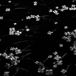 Floating Leaves - Black and White Limited Edition Photograph on Museum-Quality Archival Pigment Prints by Minhajul Haque