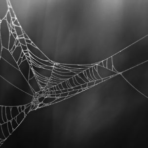 Glowing Cobweb - Minimalistic Intimate Landscape Photograph in Limited Edition Pigment Prints on Canvas and Matte Paper by Minhajul Haque