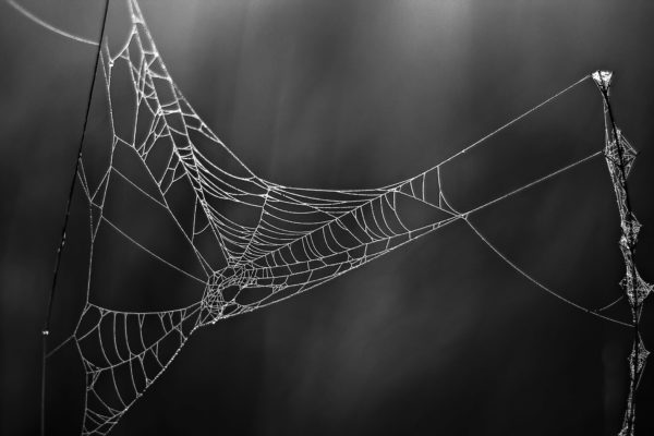 Glowing Cobweb - Minimalistic Intimate Landscape Photograph in Limited Edition Pigment Prints on Canvas and Matte Paper by Minhajul Haque