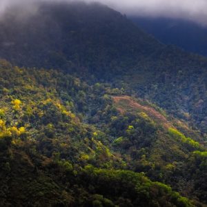 Glowing Mountain Forest - Intimate Landscape Photograph in Limited Edition Pigment Prints on Canvas and Matte Paper by Minhajul Haque