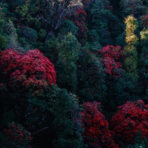 Positive Vibes - A Fine Art Photography of a Colorful Forest in India by Alakesh Ghosh