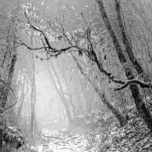 Snowy Dhotrey Forest - Intimate Black and White Landscape Photograph in Limited Edition Pigment Prints by Minhajul Haque