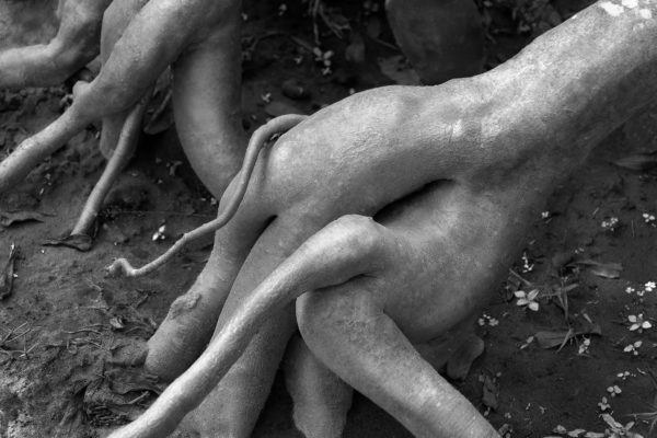 Erotic Roots - Artwork