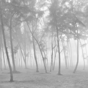 Mystic Wood - Limited Edition Black and White Photography Artwork by Sahidul Haque