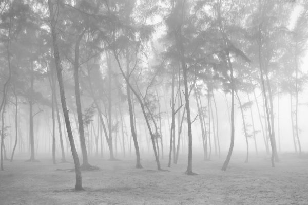 Mystic Wood - Limited Edition Black and White Photography Artwork by Sahidul Haque